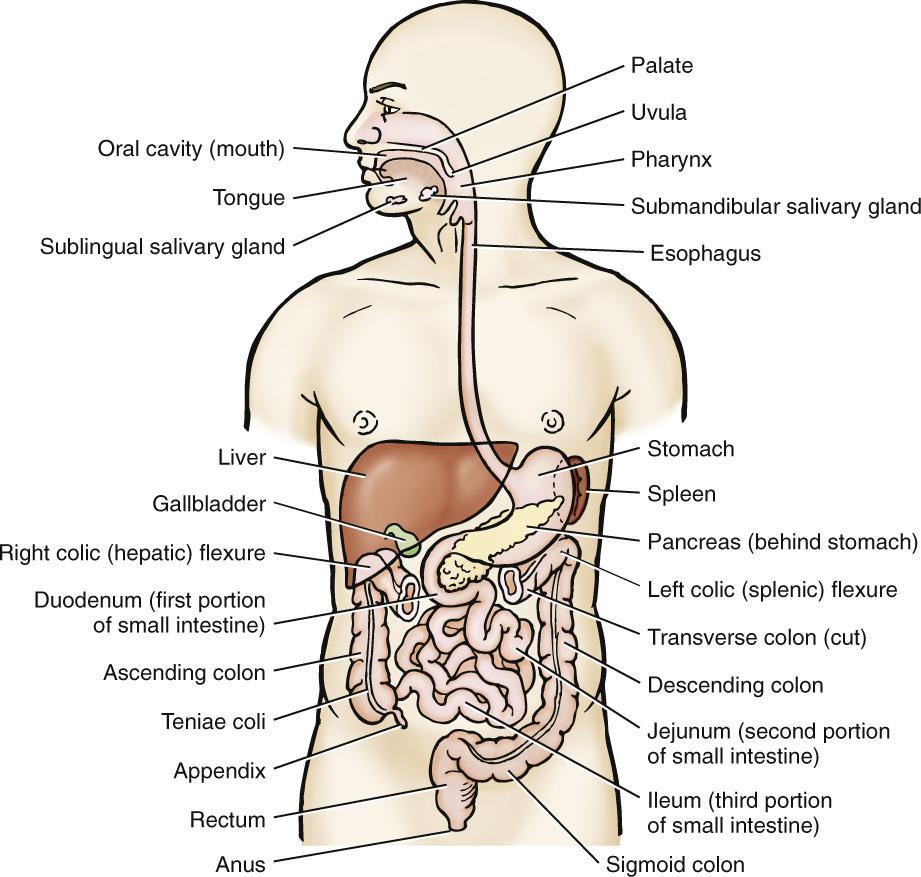 Organs of the Digestive System The pharynx, located just behind the mouth, receives the bolus from