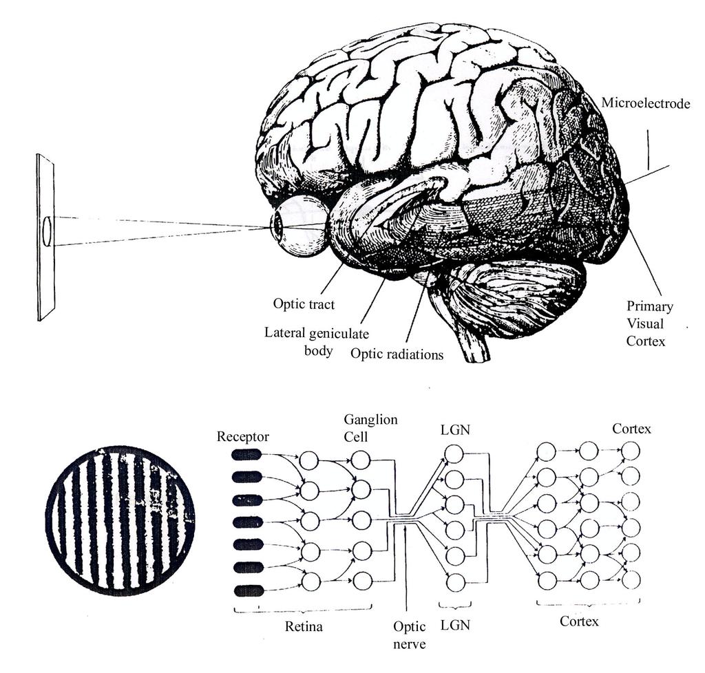 Neural Basis of Visual Perception Neural Detectors & Network" Dorsal Stream of the! Extrastriate Visual Areas! Primary Visual Cortex!