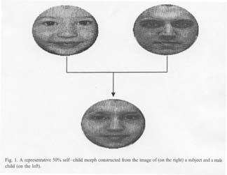 Platek and colleagues, 2002 (2003, 2004, 2005): The effect of manipulated resemblance The morphing procedure Undergraduates from
