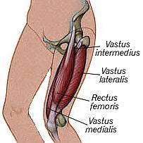 Anatomy 4. Vastus Intermedius Beneath the rectus femoris lies the vastis intermedius.