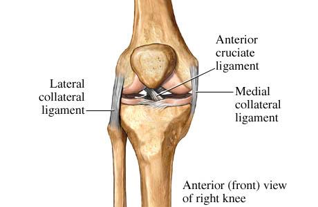 Cruciate means cross Anatomy- Ligaments of the Knee Knee ligaments (cont.