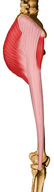 Below the Gluteal muscles there is a group of 6 muscles that externally rotate the hip. Anatomy 1.