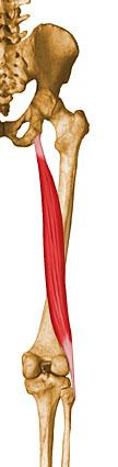 Anatomy 2. Biceps Femoris Left long head Middle short head Right- two headed muscle.