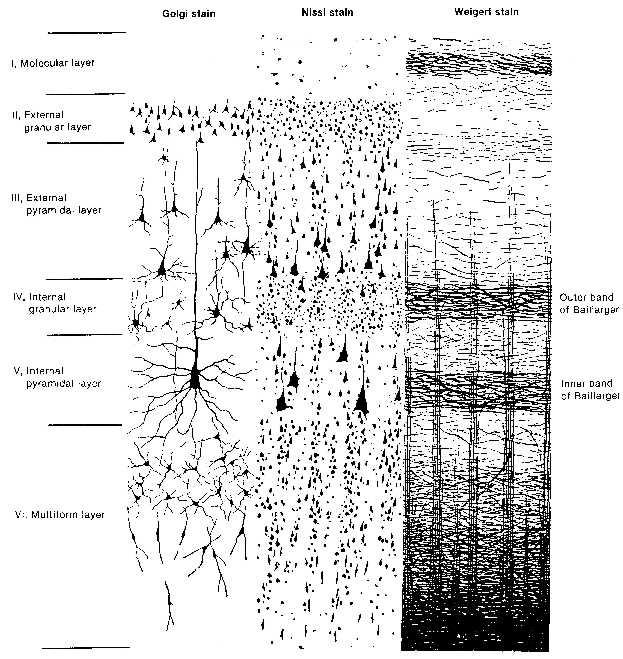 Cerebral cortex has six layers Cortical-cortical communication" (Figure from