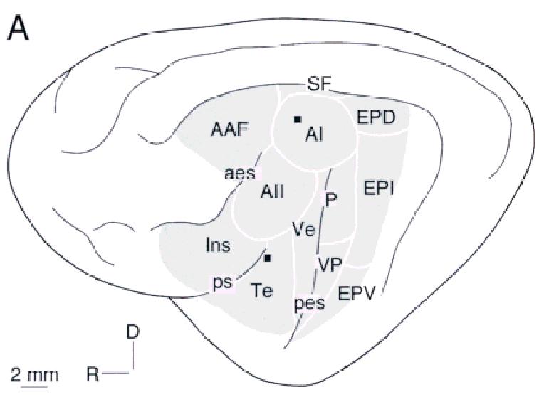 Projections from MGB to auditory