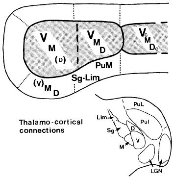Connections of primate auditory cortex (Owl monkey) Frontal