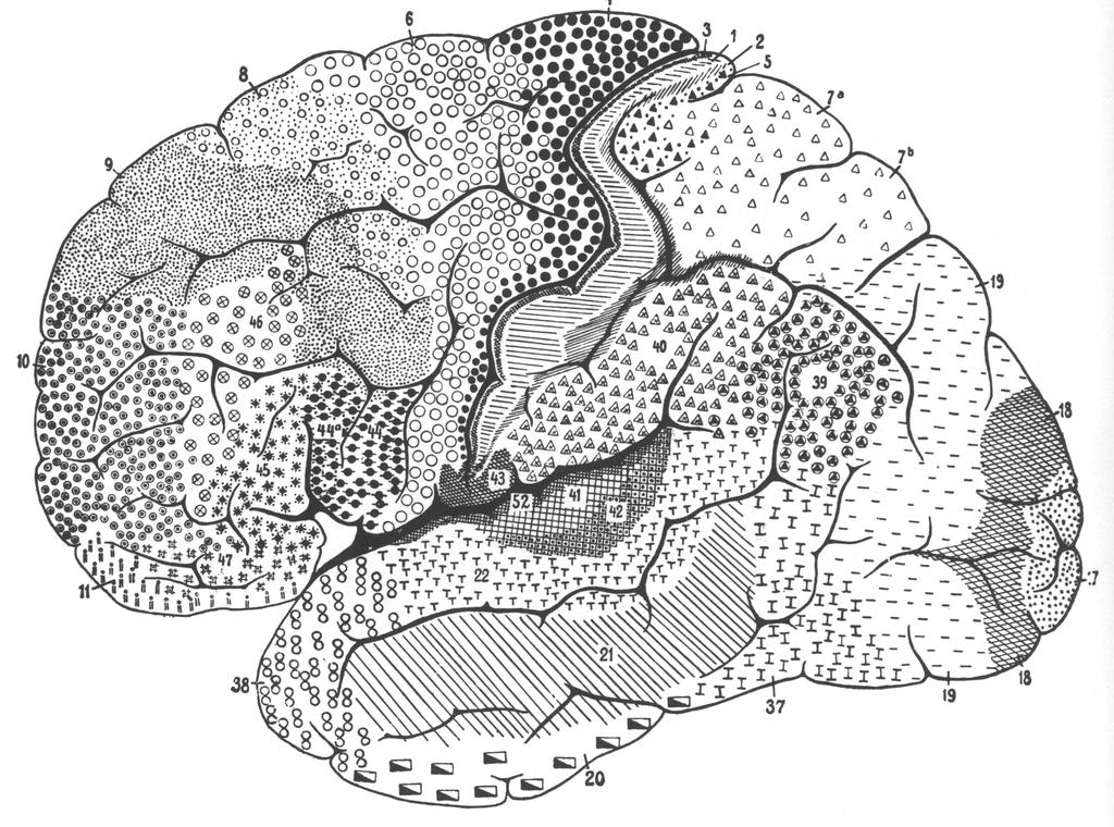Organization of auditory cortex