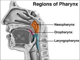 The Pharynx Nasopharynx lies behind the nose Oropharynx lies behind