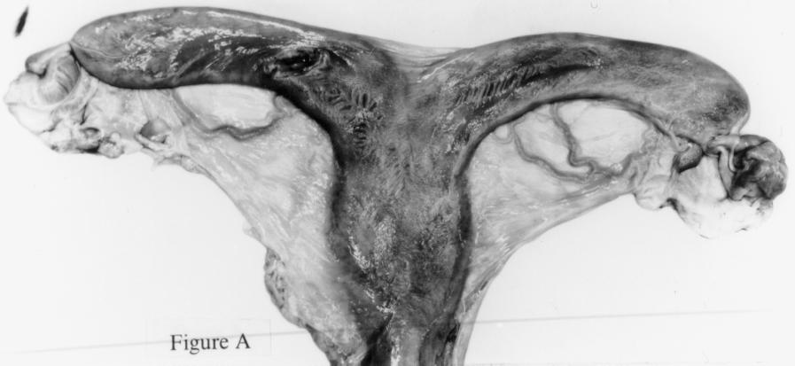 Fig. 2: A: uterus and ovaries of a mare in deep anoestrus during the anovulatory period July. Both ovaries are small, kidney-shaped and hard.