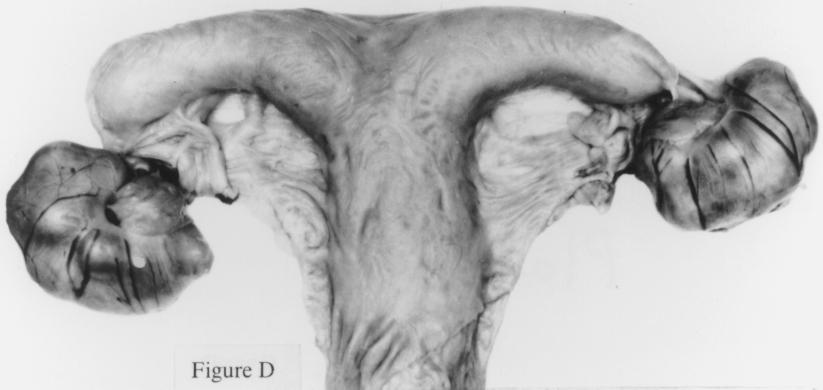 The body and horns of the uterus are thin and without tonus; D: uterus and ovaries of a mare, in the transitional anovulatory phase (August September).