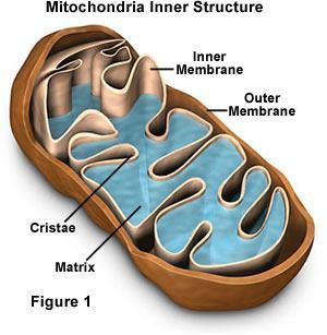 CYTOPLASMIC ORGANELLES MITOCHONDRIA: Kidney-shaped organelle whose inner membrane is folded into shelf-like