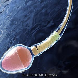 CELL MEMBRANE SURFACE Flagella tail-like projection; only one per