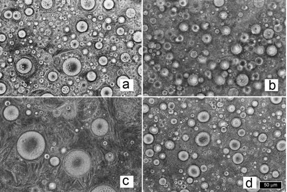 Microphotographs of the emulsions with different emollients: (a) Isopropyl myristate, (b) octyldodecanol, (c) decyl oleate, (d) mineral oil, (e) castor oil and (f) cetyl