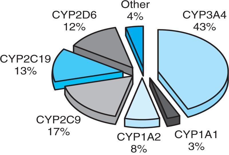 The CYP450 Complex Gene products active in liver and intestinal epithelium 3 main families ( CYP1, CYP2, CYP3) 6 main genes (CYP1A1, CYP1A2, CYP2C9, CYP2C19, CYP2D6, and CYP3A4) Phase I for ~90% of