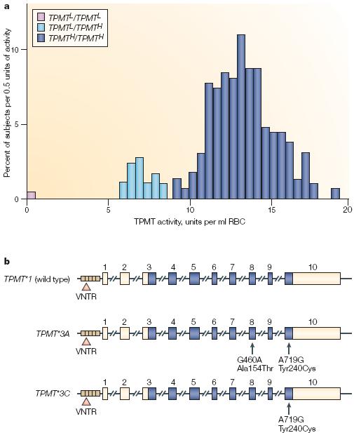 Percent of population TMPT and 6MP Nat Rev Drug Dis 2004;3:739-48 Acute lymphoblastic leukemia of childhood Azathioprine 6-Mercaptopurine + Cures ALL - Myelosuppression - +