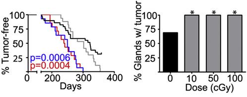 10 cgy exposure to the BALB/c host 3 days prior to transplant reduces time to tumor formation from implanted, un-irradiated Trp53 null