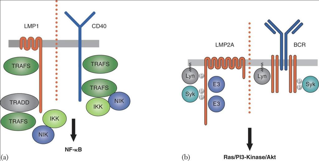 Distinctive characteristics Latent membrane proteins mimic