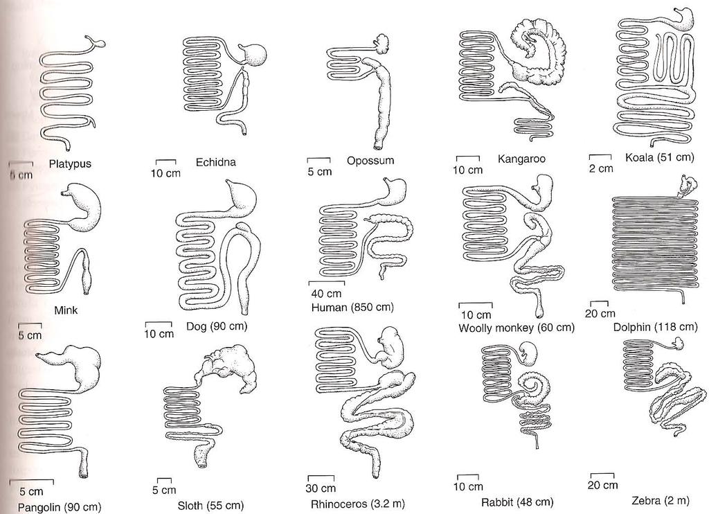 Variations in the stomach
