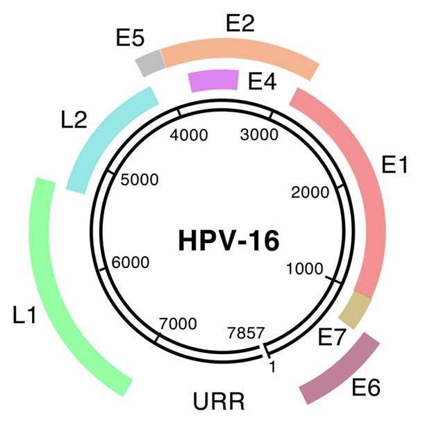 Figure 3. HPV-16 genome. Adapted from Riemer et al. 2010. Figure 4. Stratified squamous epithelium. Adapted from Essentials of Human Anatomy Body Tissues, www.slideplayer.