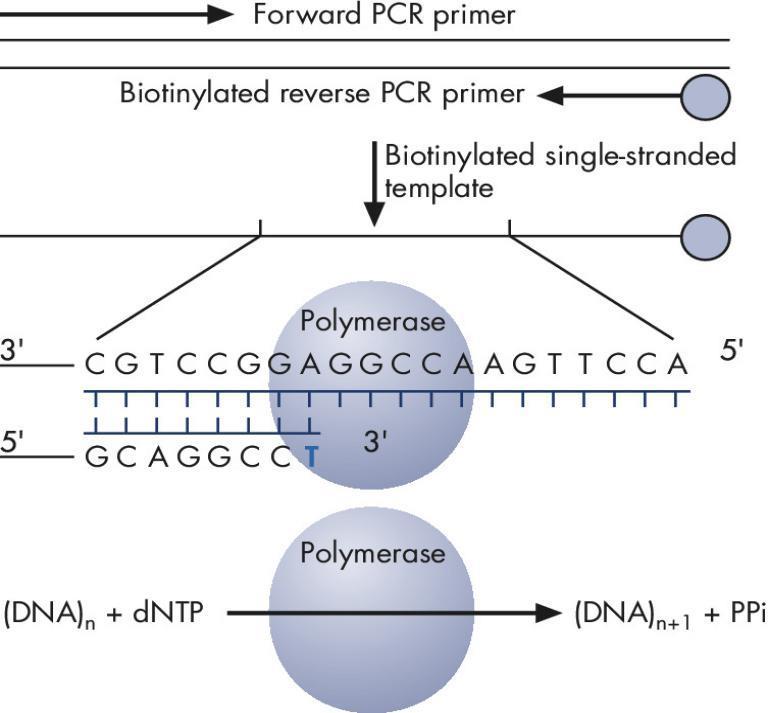 A B C Figure 14. Principle of pyrosequencing.