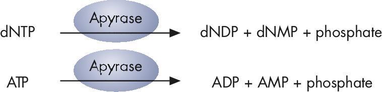 Addition of dntp to the sequencing primer is accompanied by the release of a pyrophosphate (PPi).