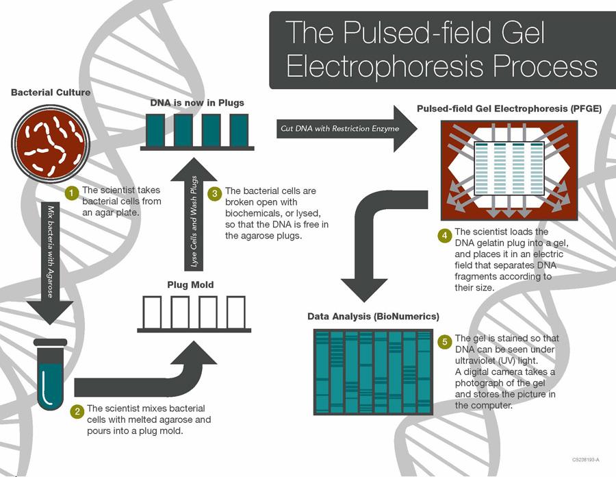 Pulsed-Field Gel Electrophoresis (PFGE): Strengths Universal subtyping method Reproducible Outbreaks Flag disseminated foodborne outbreaks