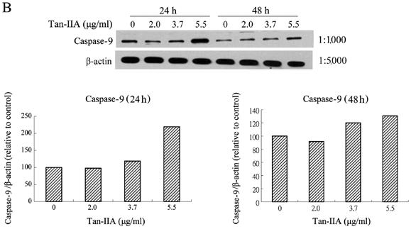 endoplasmic reticulum kinase (PERK), eif2α, activating transcription factor 4 (ATF4), inositol