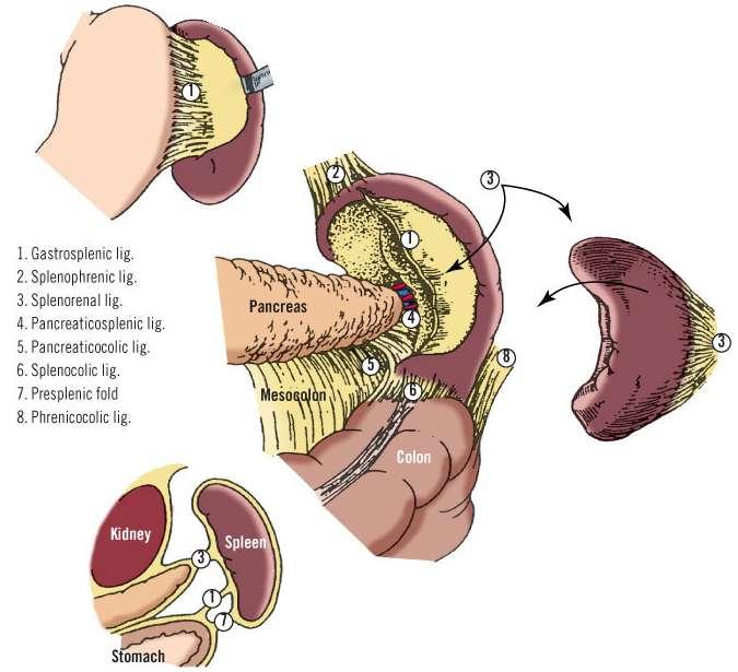 Peritoneum and