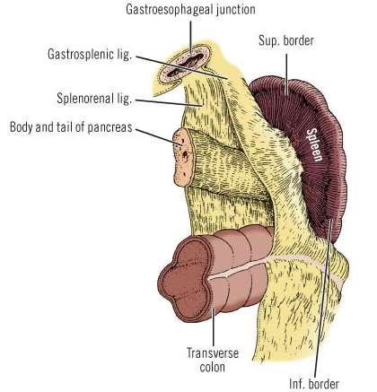 Gastrosplenic Ligament The portion of the dorsal mesentery between the stomach and the spleen The more
