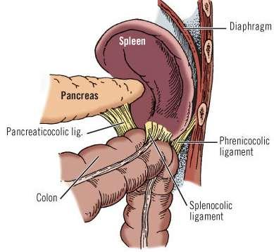Pancreaticocolic Ligament The pancreaticocolic ligament is the upper extension of the transverse mesocolon NOTE: The three