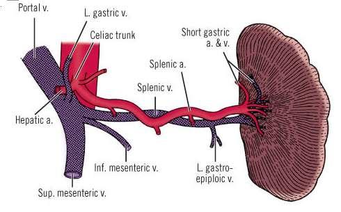Artery: Splenic Artery.