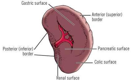ii. The inferior (posterior) The superior border separates the gastric and colic area from the diaphragmatic