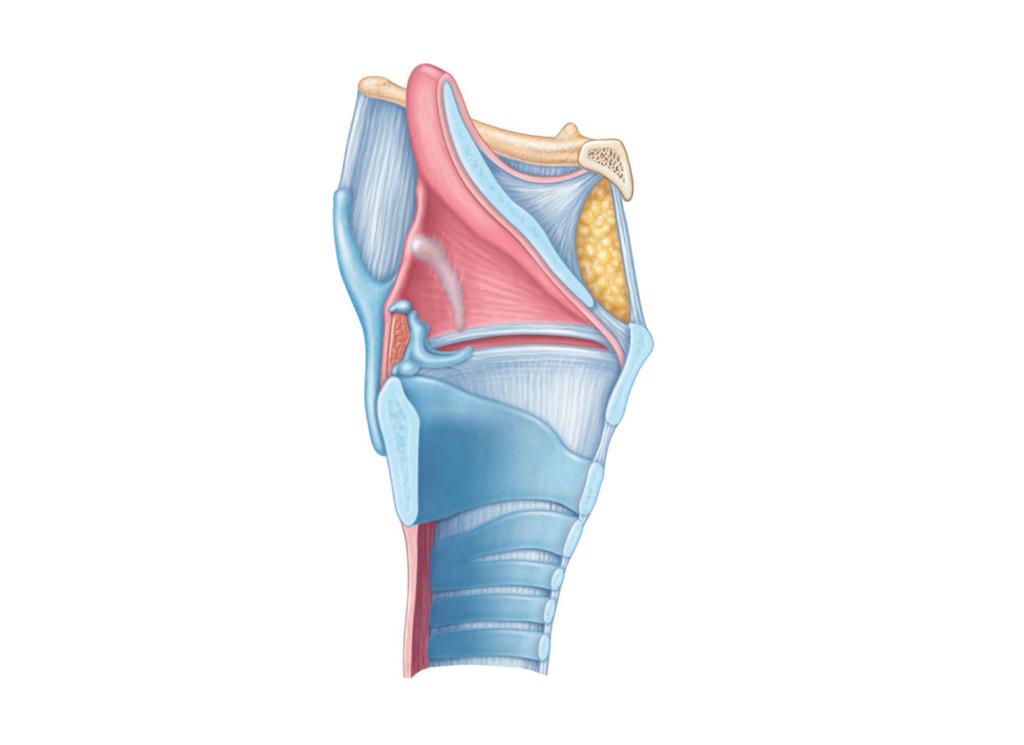 Epiglottis Thyrohyoid membrane Cuneiform cartilage Corniculate cartilage Arytenoid cartilage Arytenoid muscles Cricoid cartilage Tracheal cartilages Body of hyoid bone Thyrohyoid membrane
