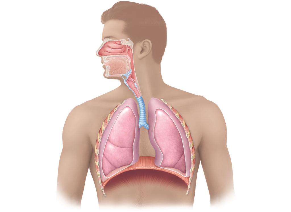Respiratory System Nasal cavity Nostril Oral cavity Pharynx Larynx Trachea Carina of trachea