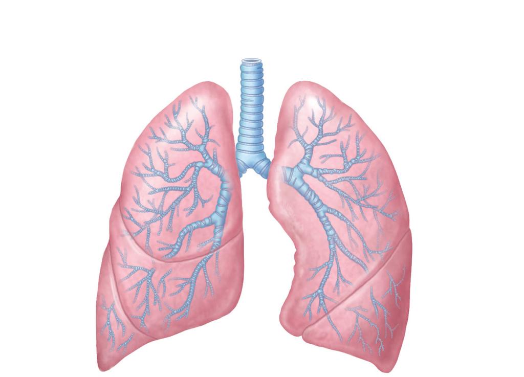 Trachea Superior lobe of right lung Middle lobe of right lung Inferior lobe of right lung Superior lobe of left lung
