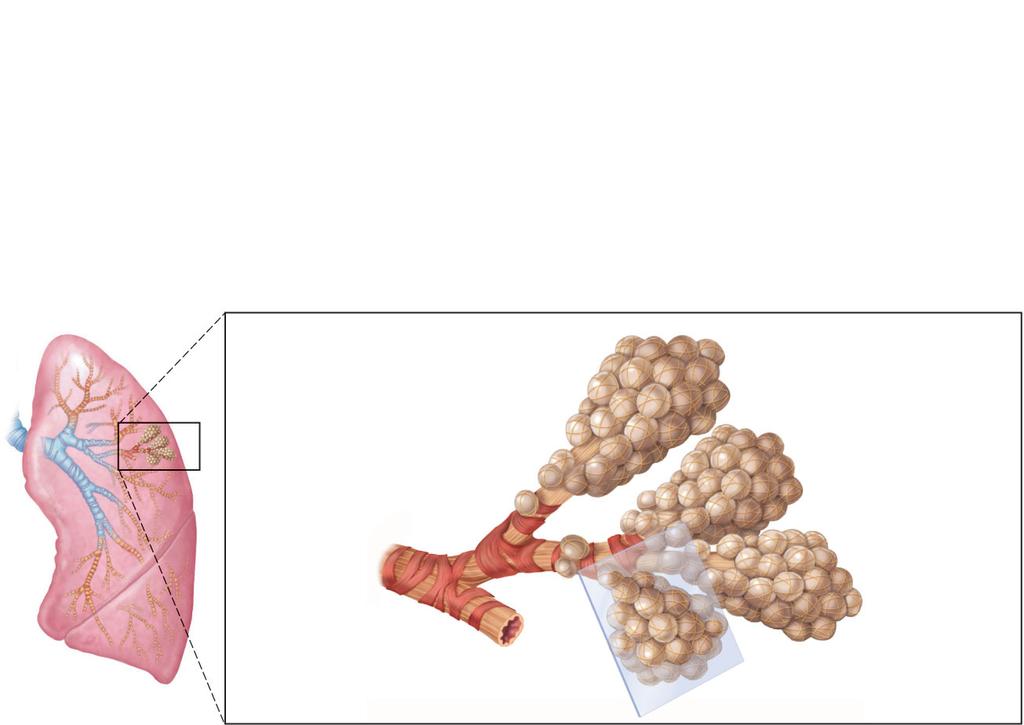 Alveolar duct Alveoli Respiratory bronchioles Terminal