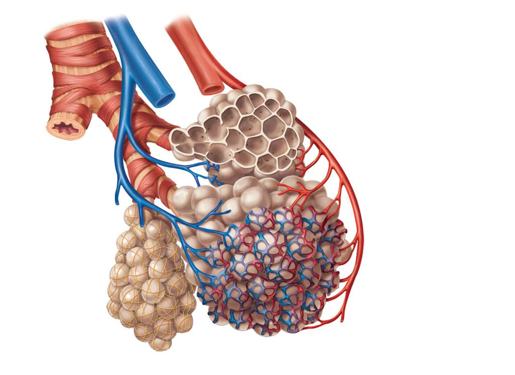 Terminal bronchiole Respiratory bronchiole Smooth muscle Elastic fibers Alveolus