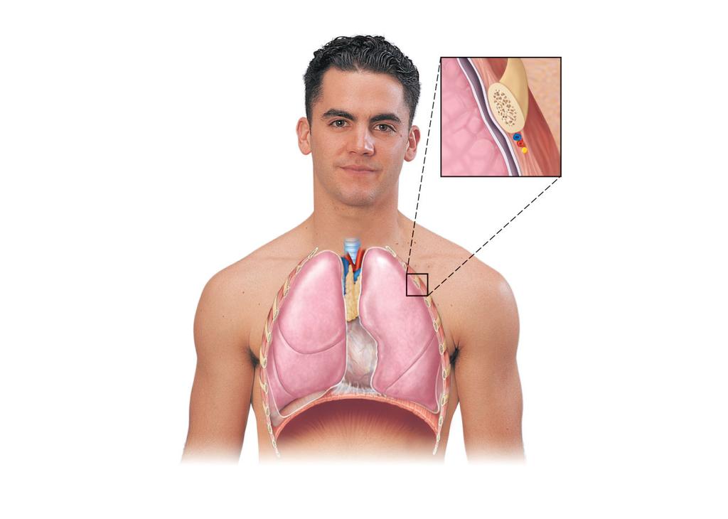 Trachea Thymus Lung Intercostal muscle Rib Parietal pleura Pleural cavity Visceral pleura Apex of lung Right superior lobe Horizontal fissure Heart (in mediastinum) Right middle lobe Oblique