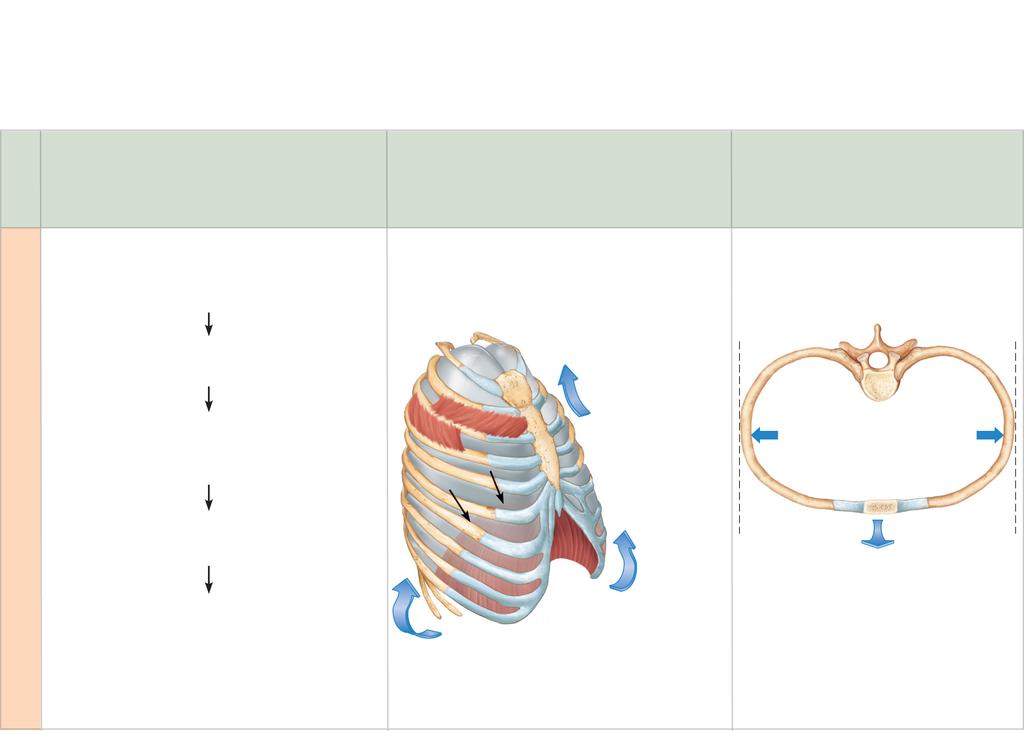 Sequence of events 1 Inspiratory muscles contract (diaphragm descends; rib cage rises). 2 Thoracic cavity volume increases. 3 Lungs are stretched; intrapulmonary volume increases.