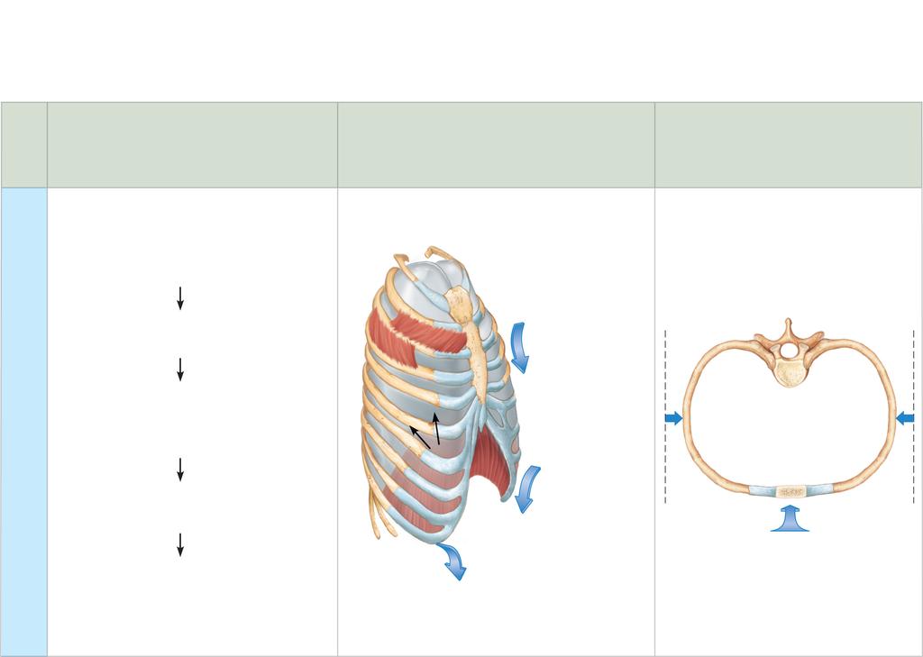 Sequence of events 1 Inspiratory muscles relax (diaphragm rises; rib cage descends due to recoil of costal cartilages). 2 Thoracic cavity volume decreases.