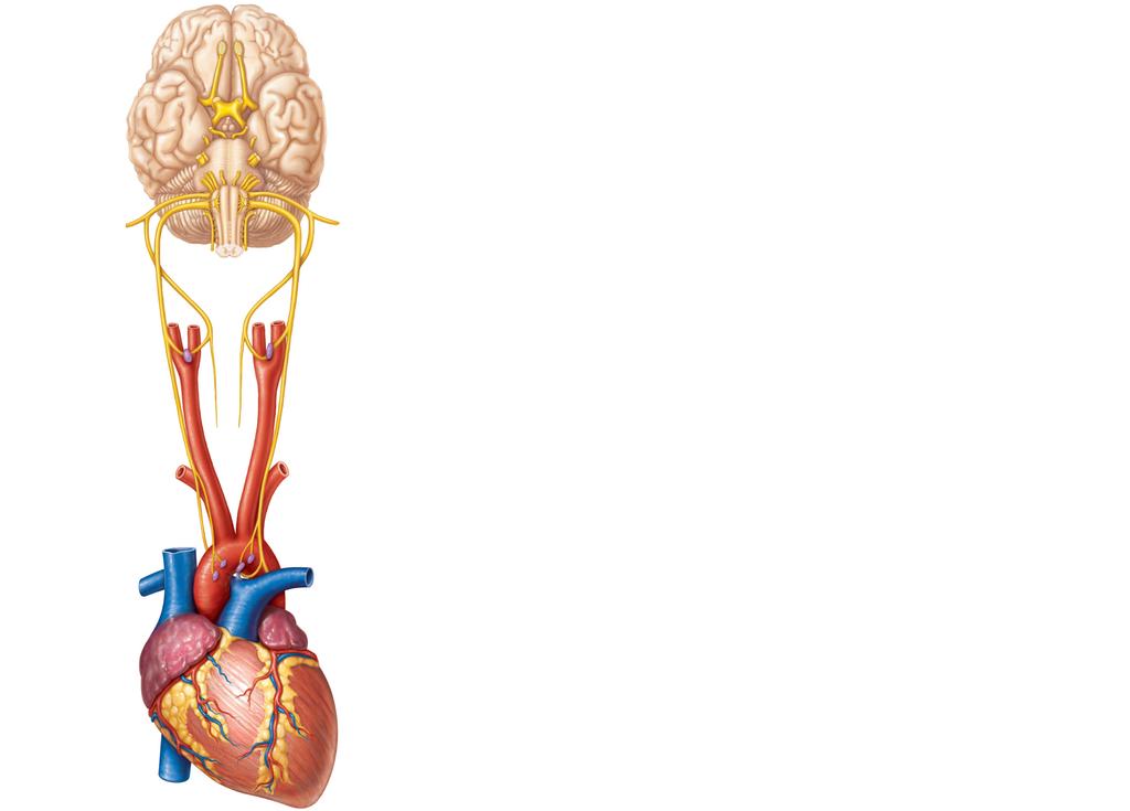 Brain Sensory nerve fiber in cranial nerve IX (pharyngeal branch of glossopharyngeal) External carotid artery Internal carotid artery Carotid