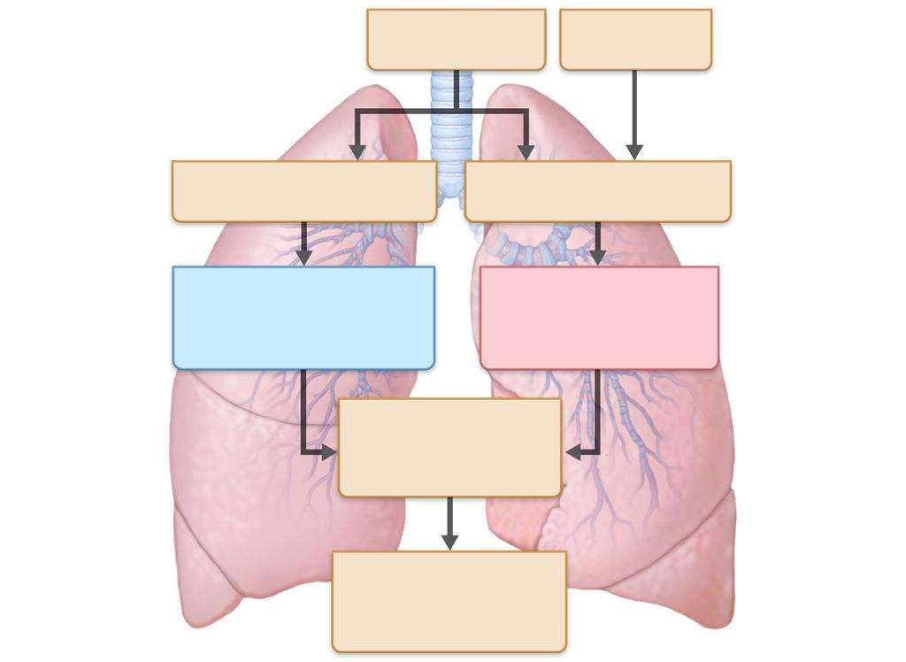 Tobacco smoke Air pollution α-1 antitrypsin deficiency Continual bronchial irritation and inflammation Breakdown of elastin in connective tissue of lungs Chronic bronchitis Bronchial edema, chronic