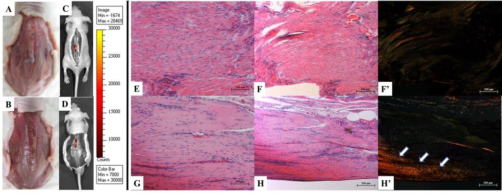 ESFTT formed neo-tendon tissues in nude mice Gross Appearance In-vivo Imaging H&E Staining, x 200 H&E Staining, x