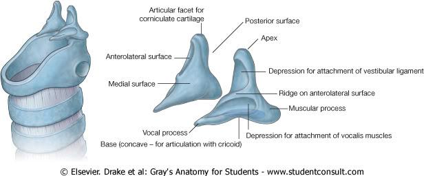 ARYTENOID CARTILAGES On the upper surface of the cricoid cartilage Vocal process à vocal folds Vestibular ligaments Muscular process à posterior