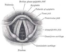 arytenoid cartilages.