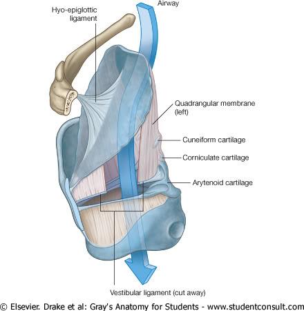 ELASTIC TISSUE INTRINSIC LIGAMENTS (connect the laryngeal cartilages) Quadrangular membrane