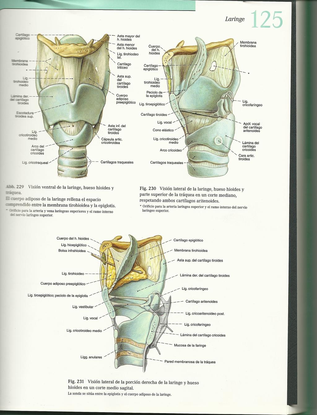 ELASTIC TISSUE EXTRINSIC LIGAMENTS (connect the laryngeal cartilages to the hyoid bone above and trachea below) Thyrohyoid membrane Ø Median thyrohyoid ligament Ø Lateral thyroyoid ligaments Ø