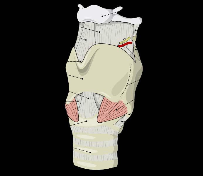 JOINTS OF THE LARYNX Cricothyroid