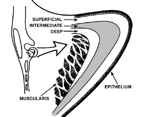 STRUCTURE OF ADULT VOCAL FOLD The Cover - Epithelium (mucosa) - Basal lamina - Superficial layer of lamina propria The