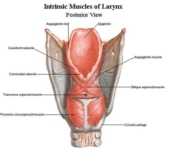INTRINSIC MUSCLES MUSCULATURE Shape and